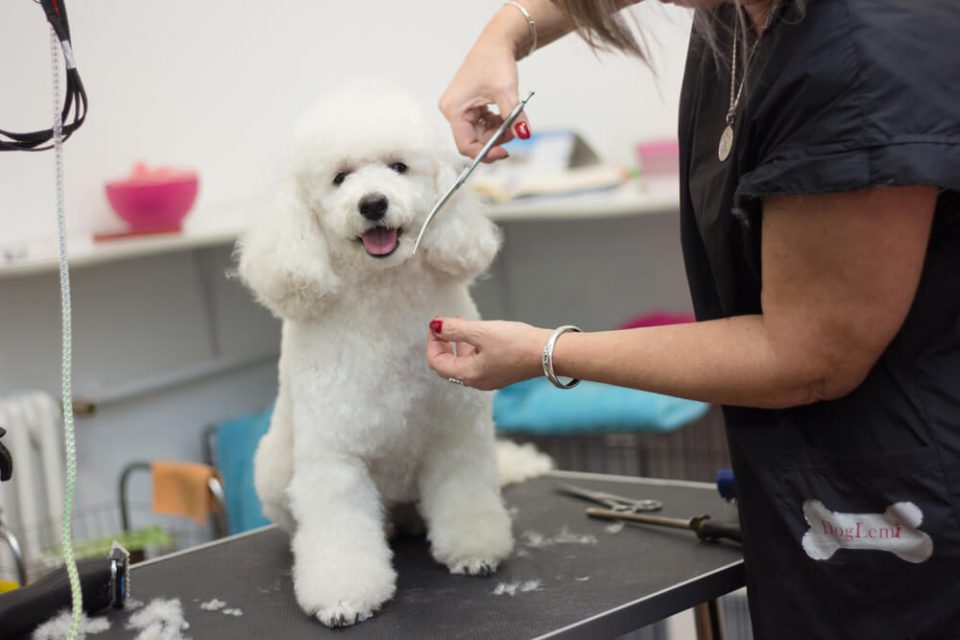 Mobile Dog Grooming Trim