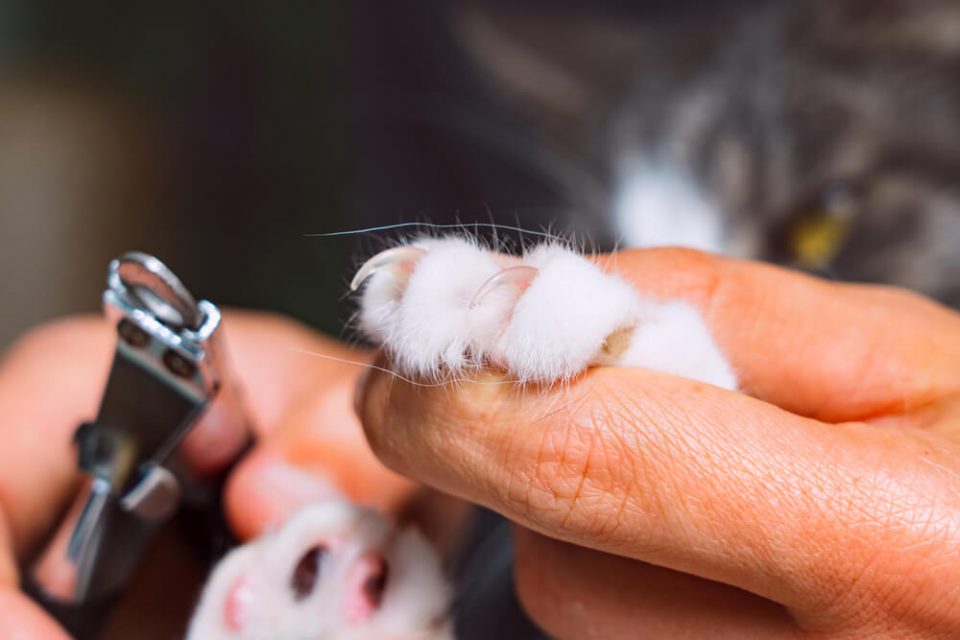 Mobile Cat Grooming Nail Trim