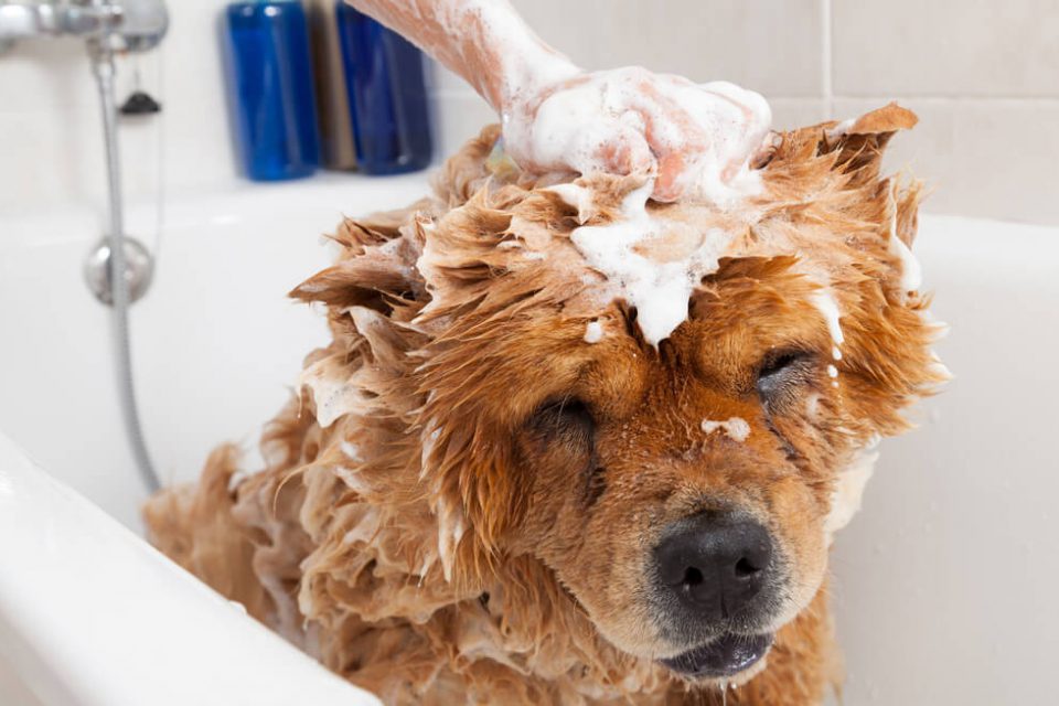 Mobile Dog Grooming Trim, Dog Haircut, Dog Groom, Dog Groomer, Bath, Nail Trim, Bath and Blowout, Dog Wash, Ear Cleaning