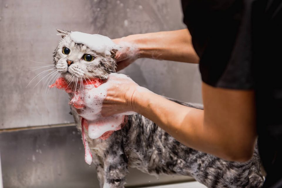 Mobile Cat Grooming Bath, Cat Bath, Cat Wash