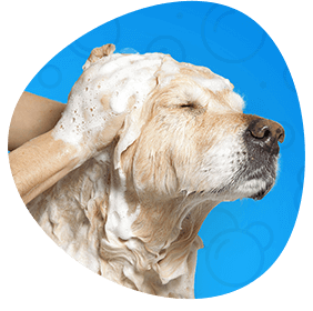 Mobile Dog and Cat Grooming Services Our experienced groomers use gentle, eco-friendly shampoos and conditioners for a healthy and soft shine, leaving behind no residue. Flea Treatment is also offered upon request with our dog and cat grooming services.