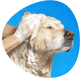 Mobile Dog and Cat Grooming Services Mobile Dog and Cat Grooming Services Our experienced groomers use gentle, eco-friendly shampoos and conditioners for a healthy and soft shine, leaving behind no residue. Flea Treatment is also offered upon request with our dog and cat grooming services.