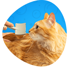 Mobile Dog and Cat Grooming Services Mobile Dog and Cat Grooming Services Every pet needs a spa day! We’ll pamper your dog or cat, brush out any matted fur, bathing, blow-outs, all-over trims, shave, nail trimming, and ear cleaning -- whatever you need!