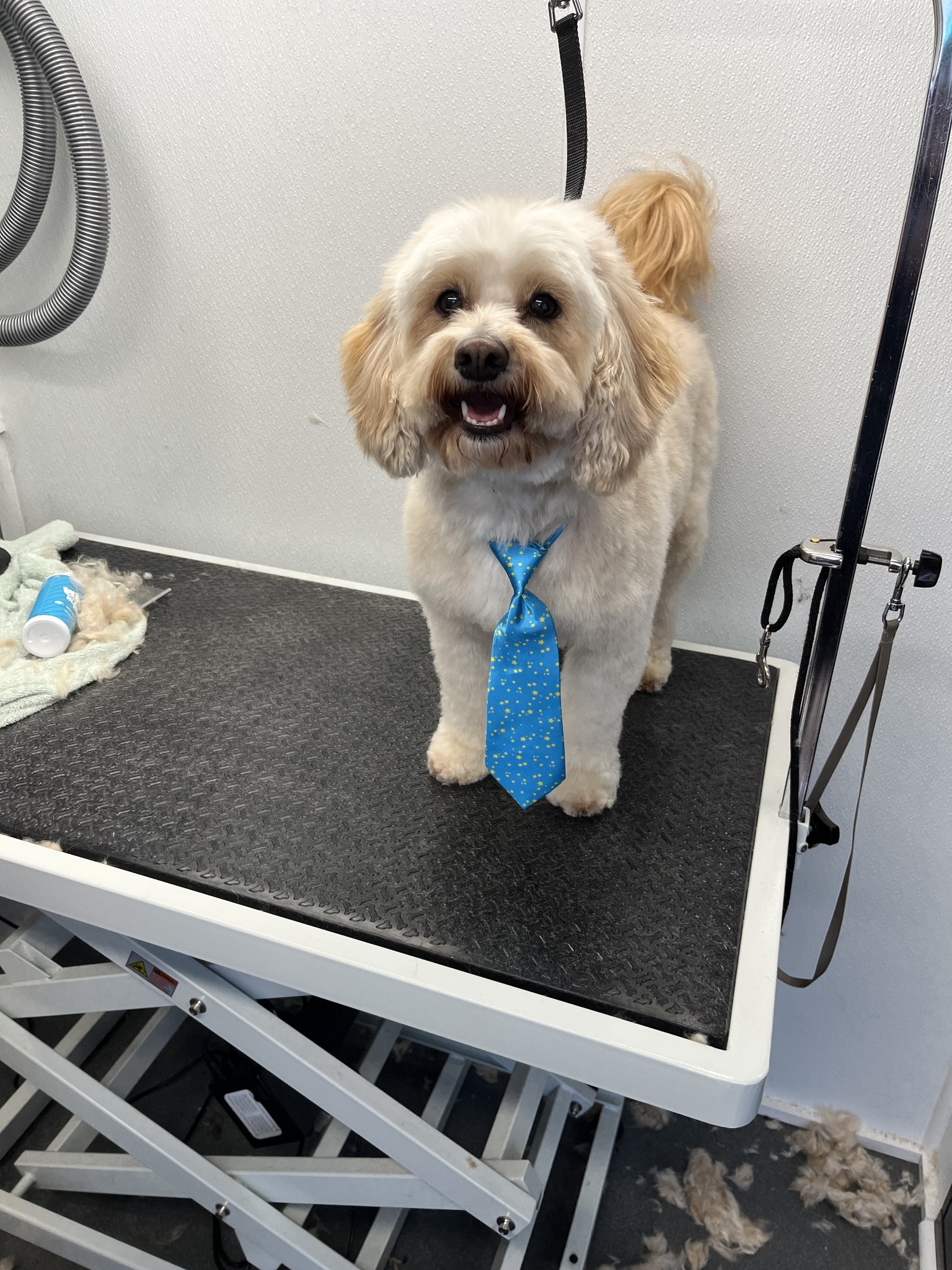 Pet Groomer Woodbury Minnesota Zoomin Groomin
