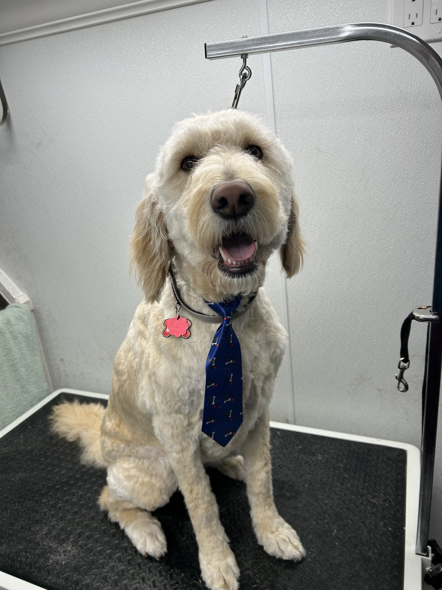 Pet Groomer Woodbury Minnesota Zoomin Groomin