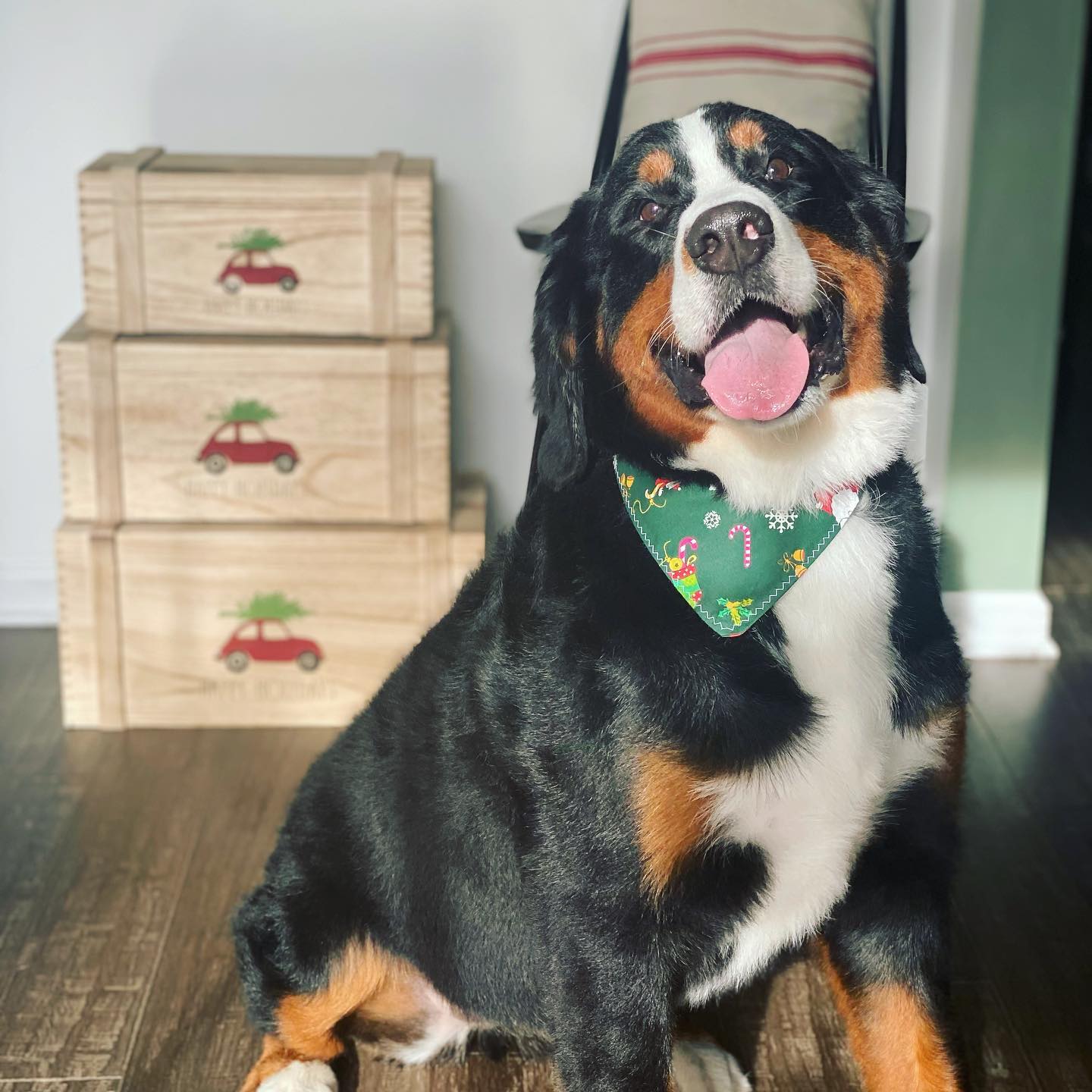 Pet Groomer Virginia Beach Zoomin Groomin Mobile Pet Spa