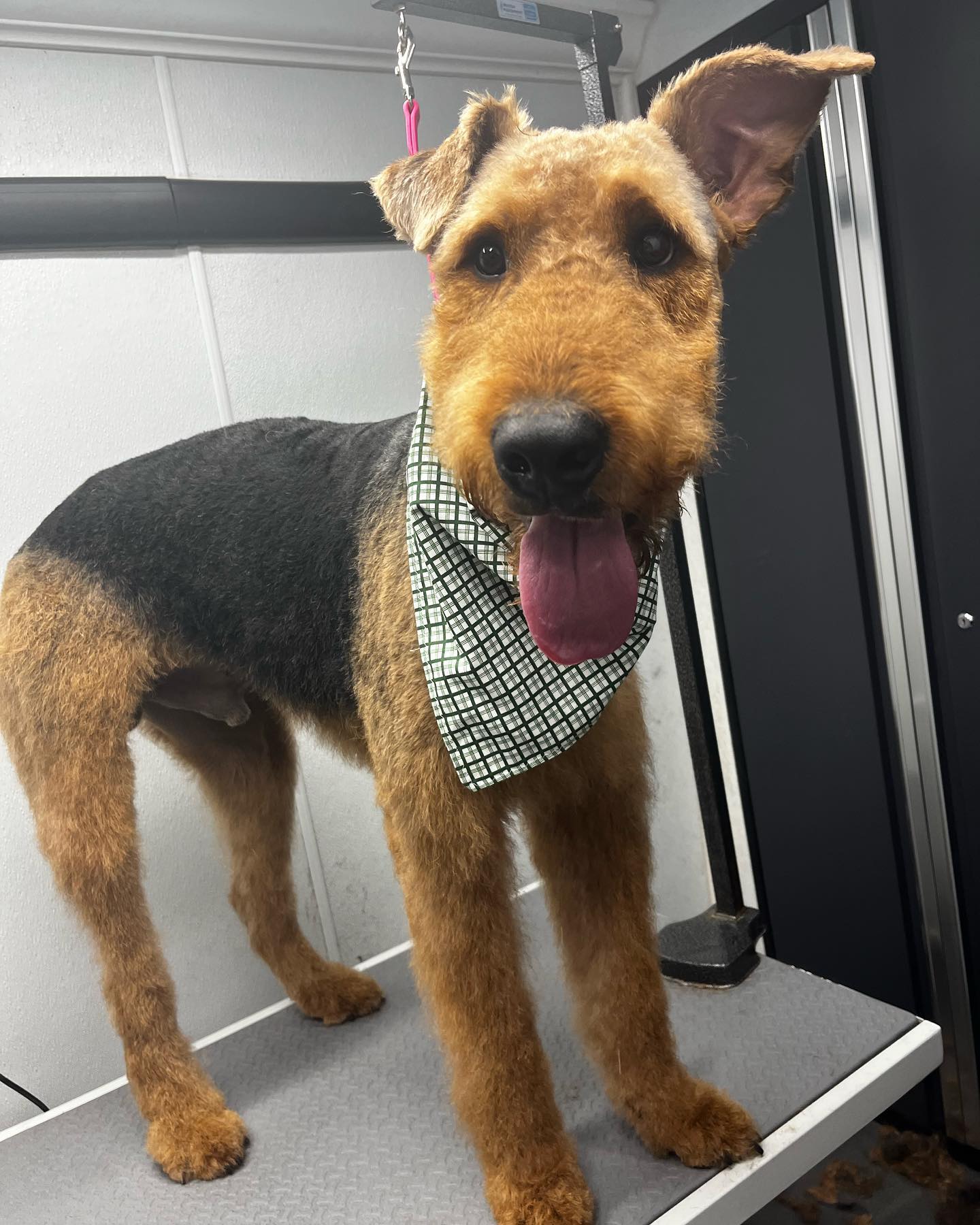 Pet Groomer Virginia Beach Zoomin Groomin Mobile Pet Spa