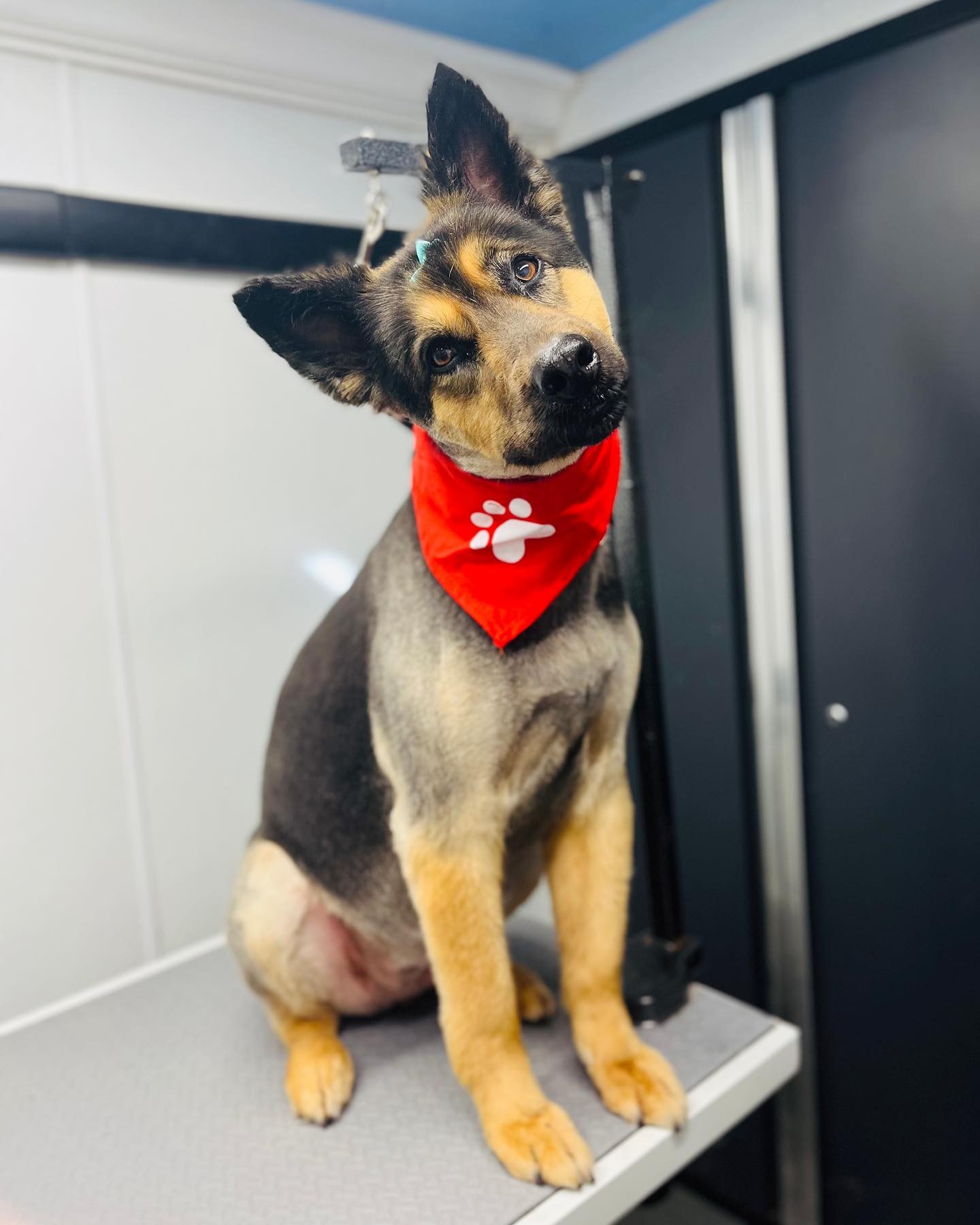 Pet Groomer Virginia Beach Zoomin Groomin Mobile Pet Spa