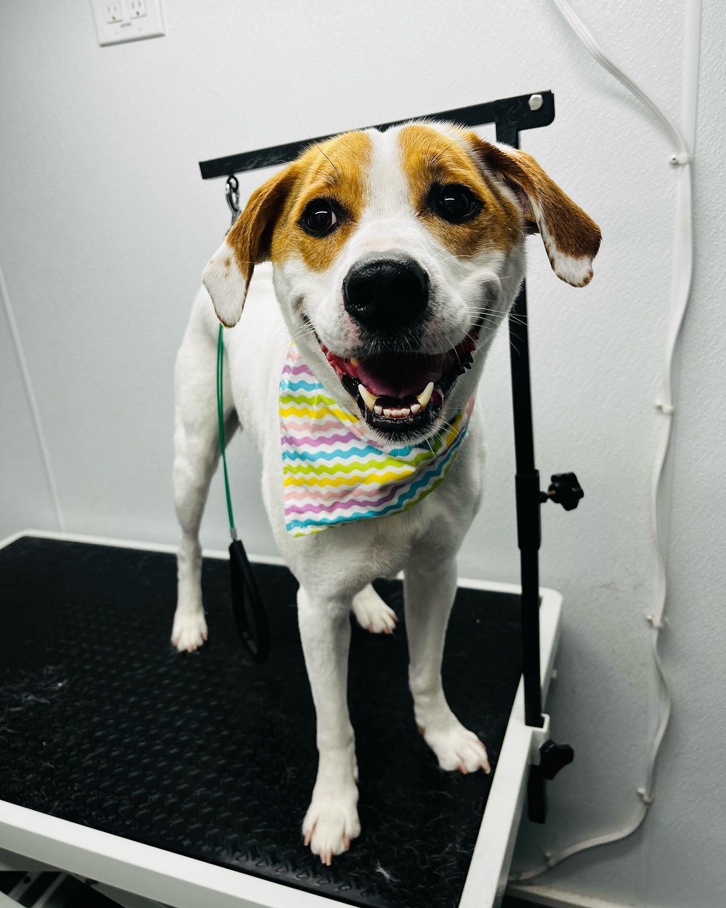 Pet Groomer Virginia Beach Zoomin Groomin Mobile Pet Spa