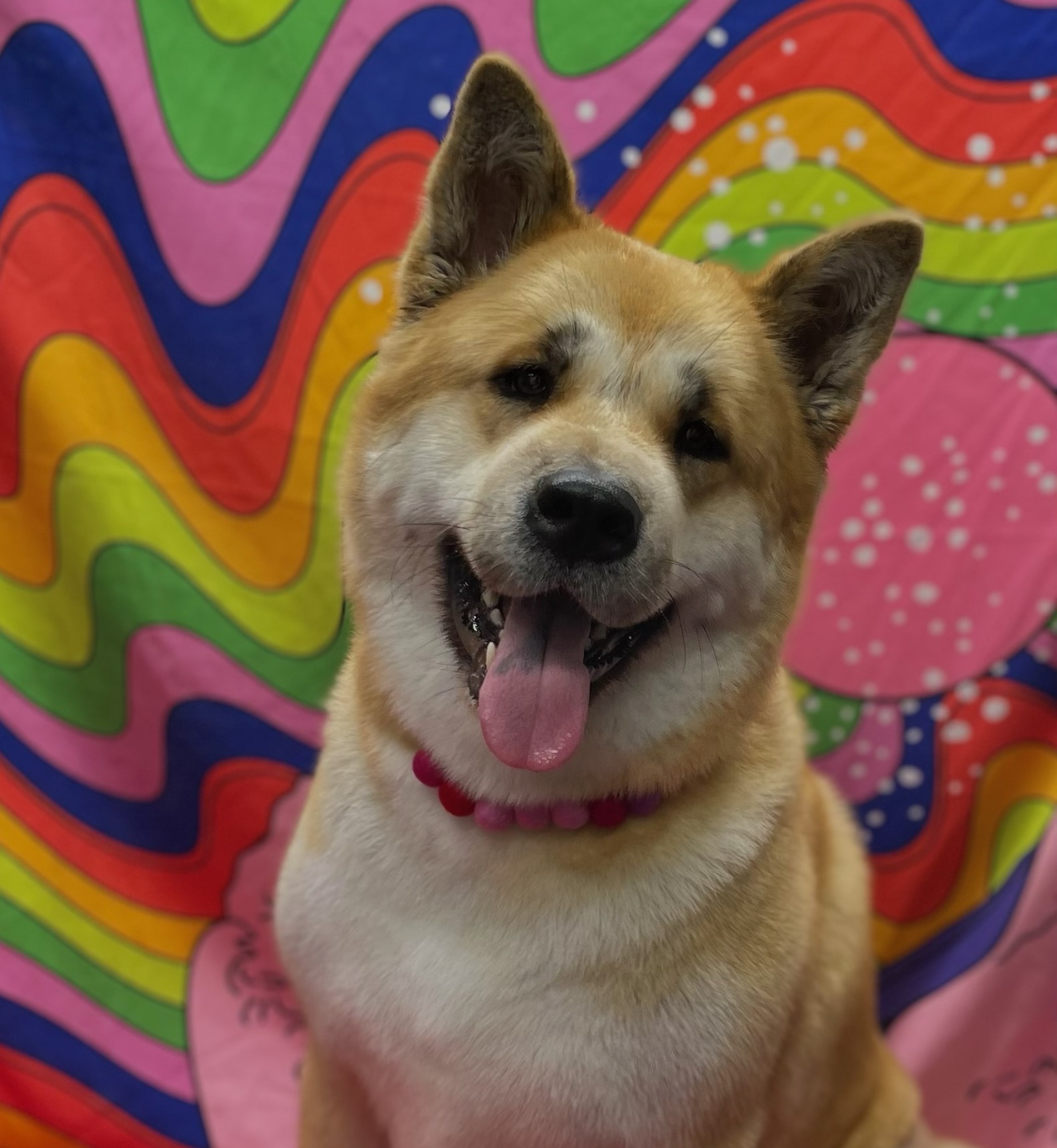 Pet Groomer Austin Zoomin Groomin Northeast, Texas