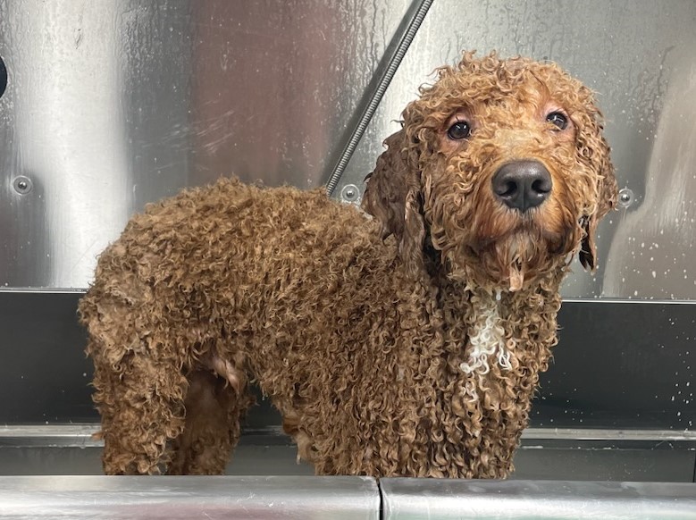 Pet Groomer Austin Zoomin Groomin Northeast, Texas