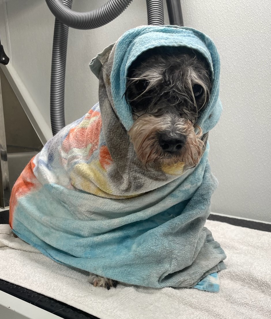 Pet Groomer Austin Zoomin Groomin Northeast, Texas