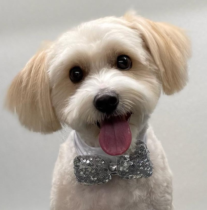 Pet Groomer Austin Zoomin Groomin Northeast, Texas