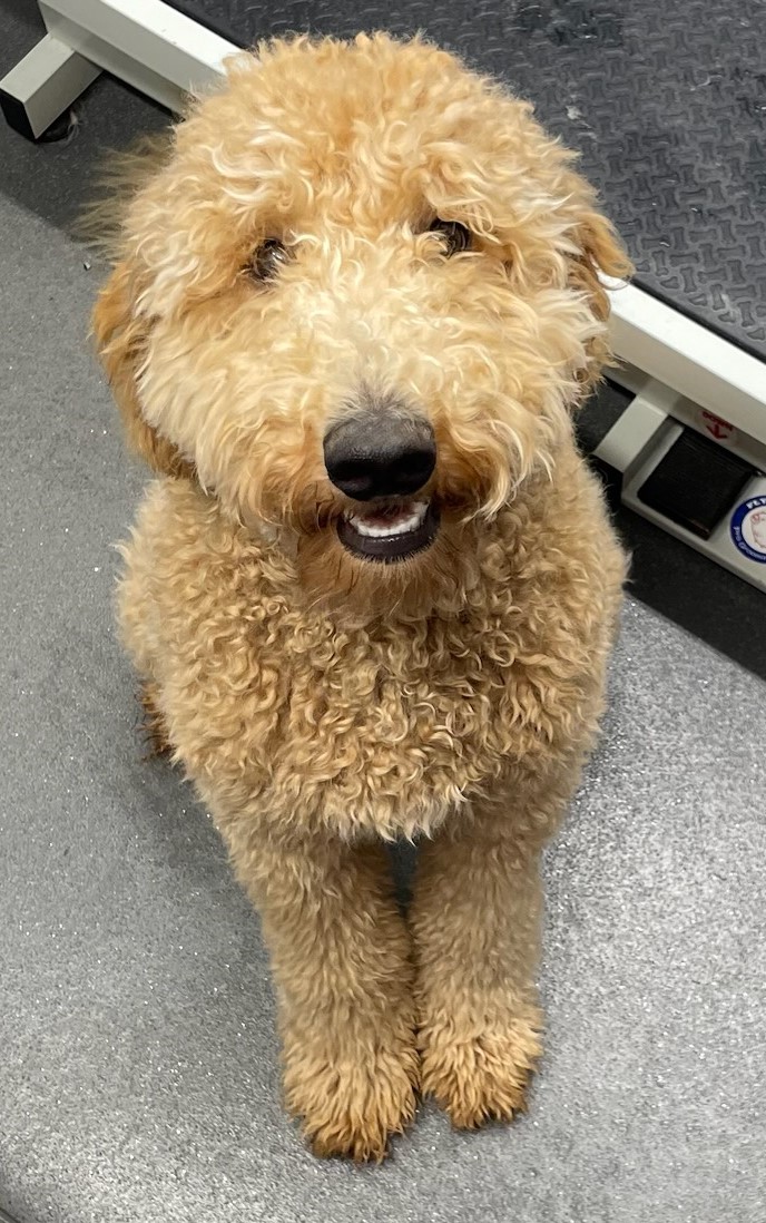 Pet Groomer Austin Zoomin Groomin Northeast, Texas