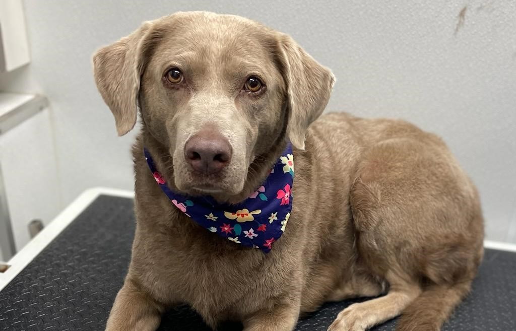 Pet Groomer Austin Zoomin Groomin Northeast, Texas