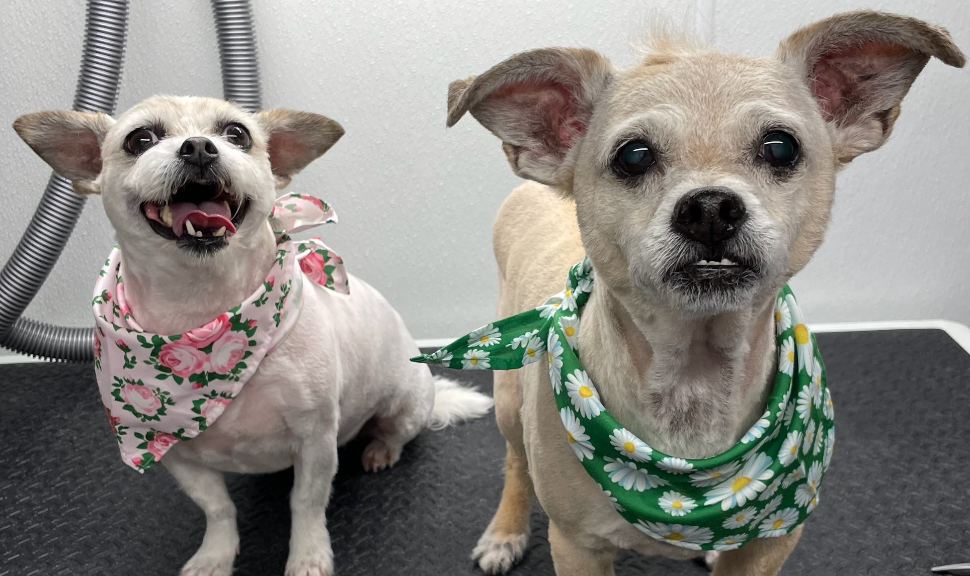 Pet Groomer Austin Zoomin Groomin Northeast, Texas