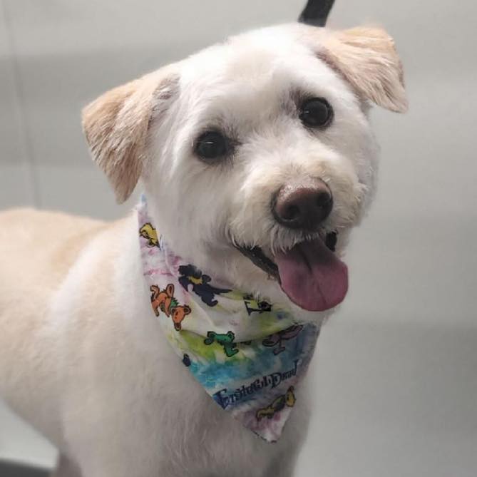 Pet Groomer Austin Zoomin Groomin Northeast, Texas