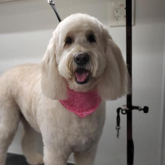 Pet Groomer Austin Zoomin Groomin Northeast, Texas