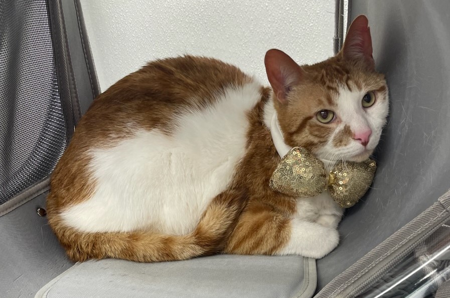 Pet Groomer Austin Zoomin Groomin Northeast, Texas