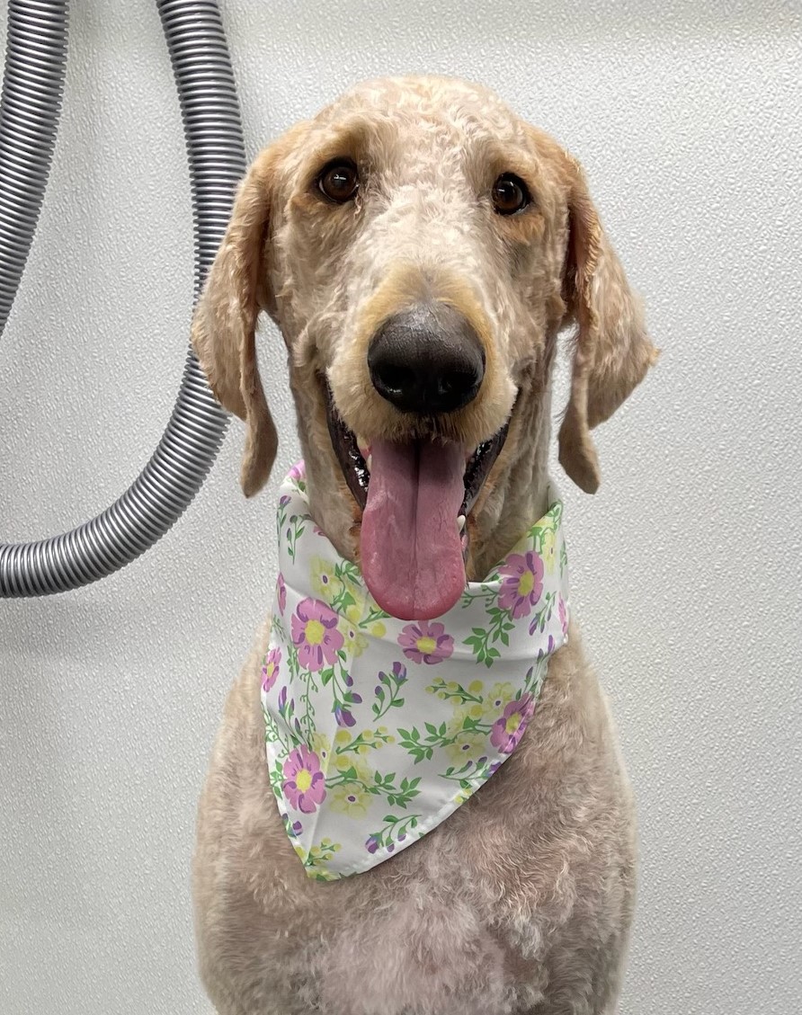 Pet Groomer Austin Zoomin Groomin Northeast, Texas