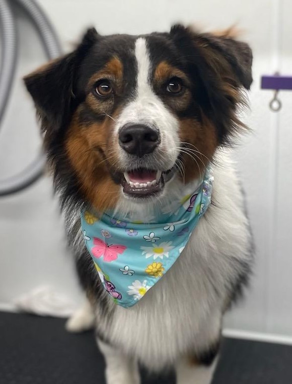 Pet Groomer Austin Zoomin Groomin Northeast, Texas