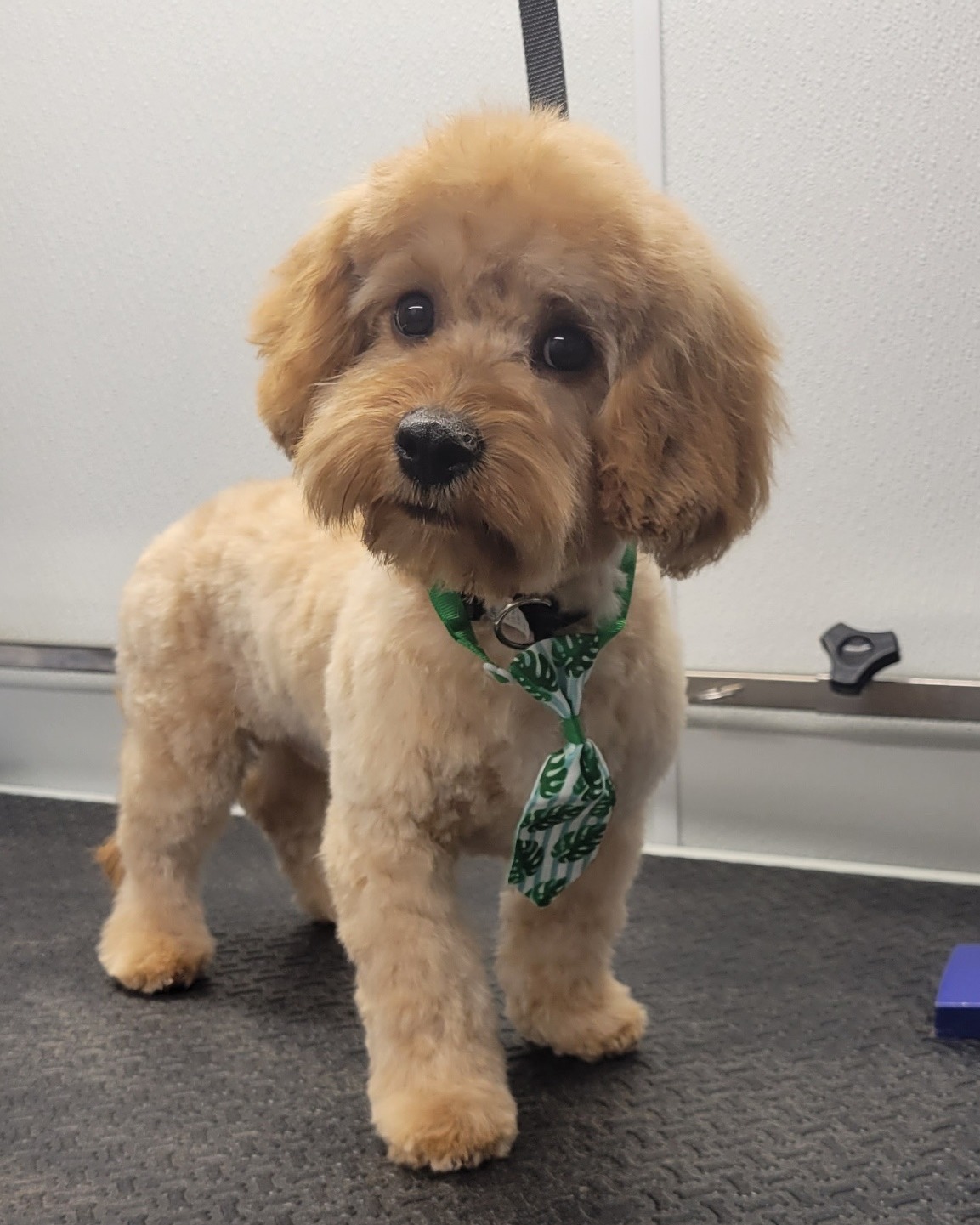 Pet Groomer Nanuet Zoomin Groomin New York