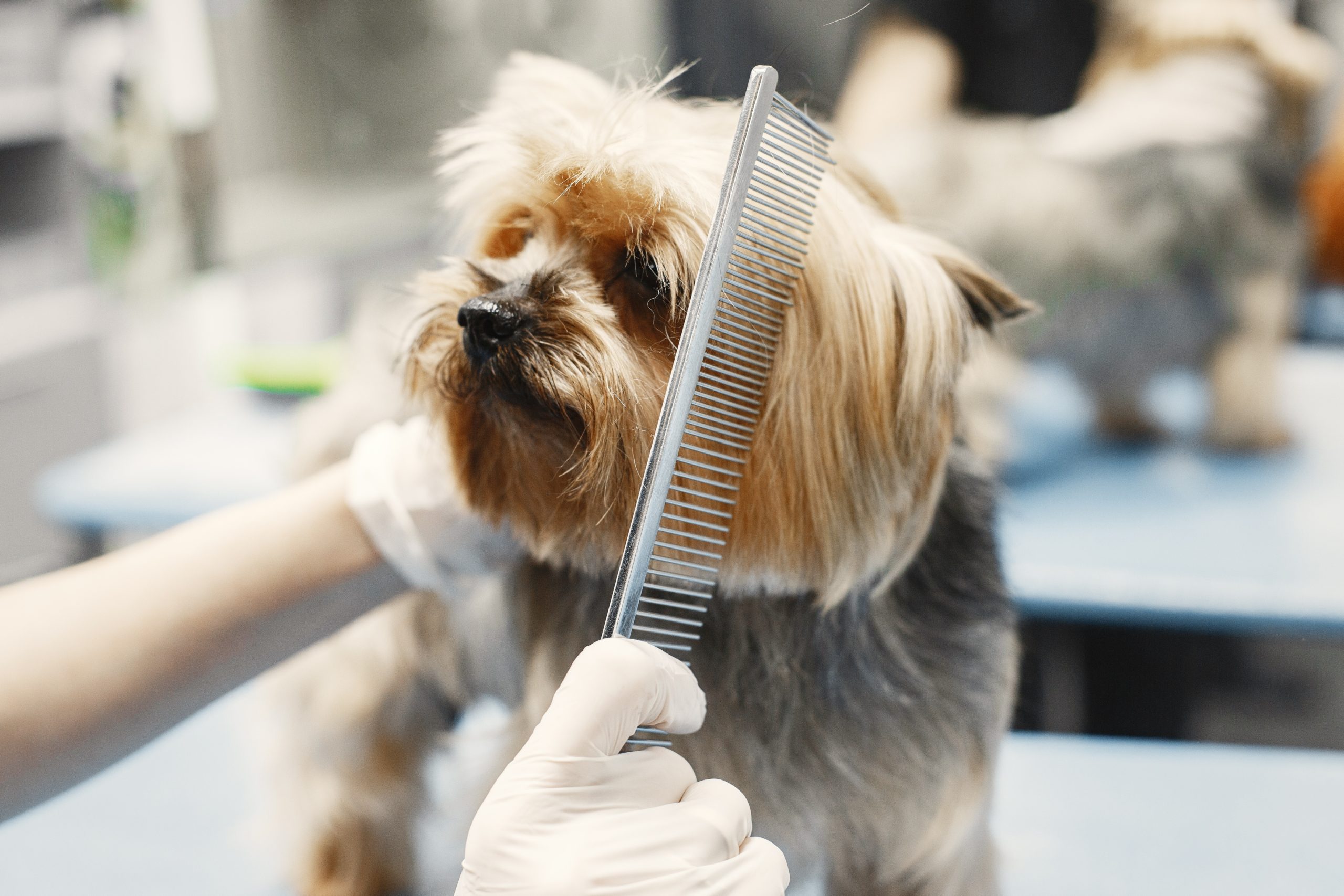 Essential Pet Grooming Tips And Tricks