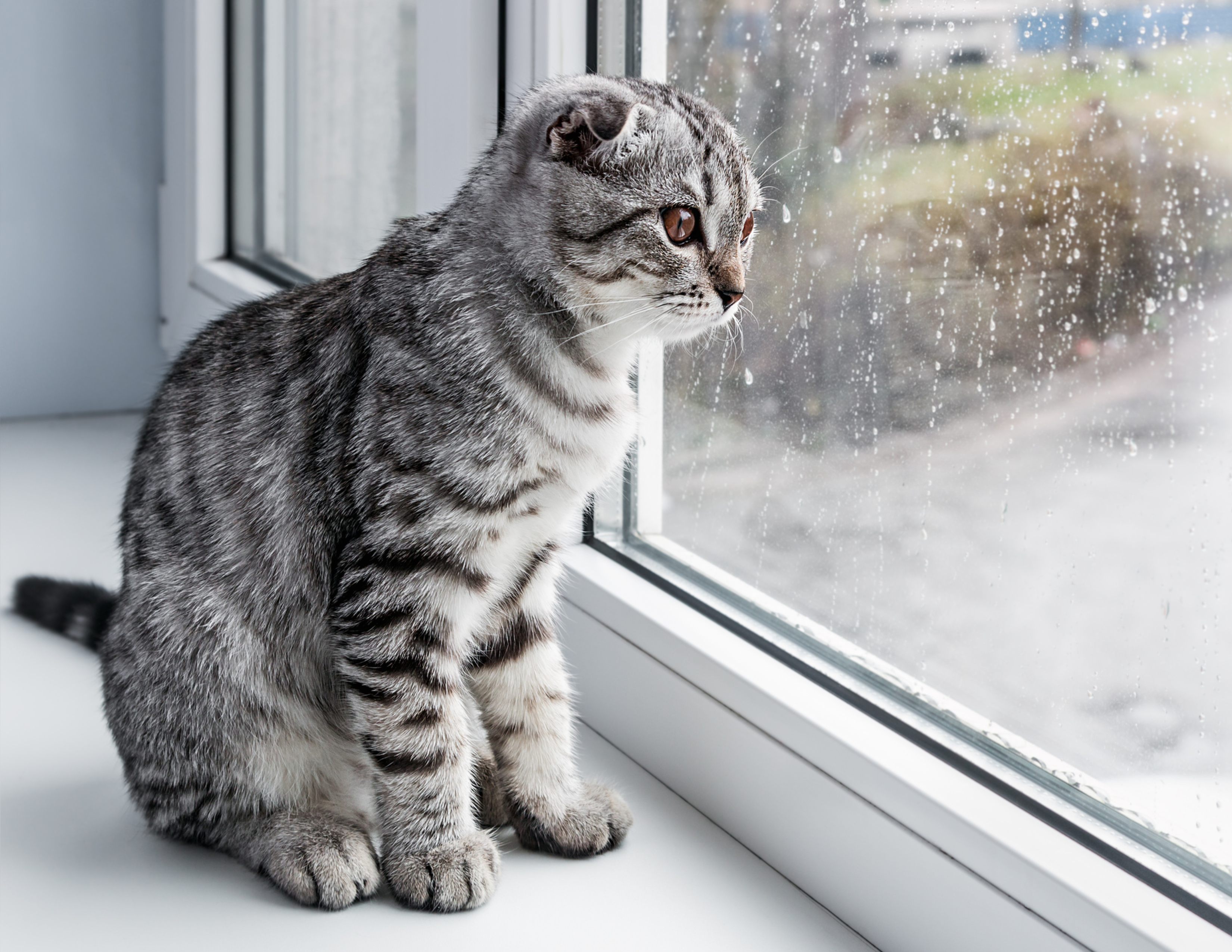 Image for Making Your Pet Happy on a Rainy Day: Tips and Activities