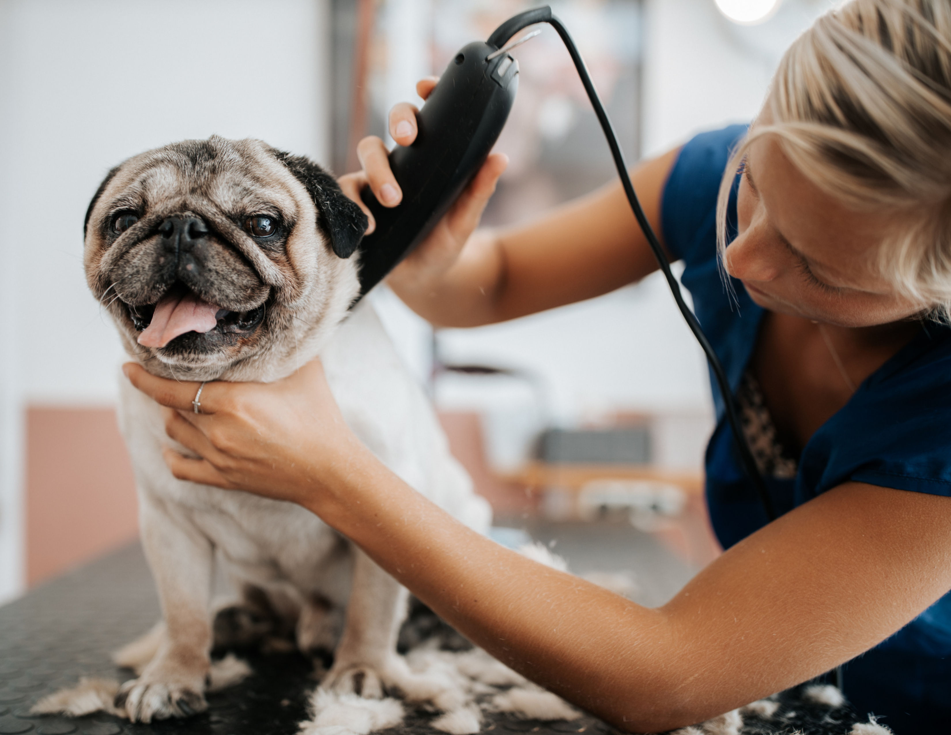 Image for Essentials to Choosing a Mobile Groomer