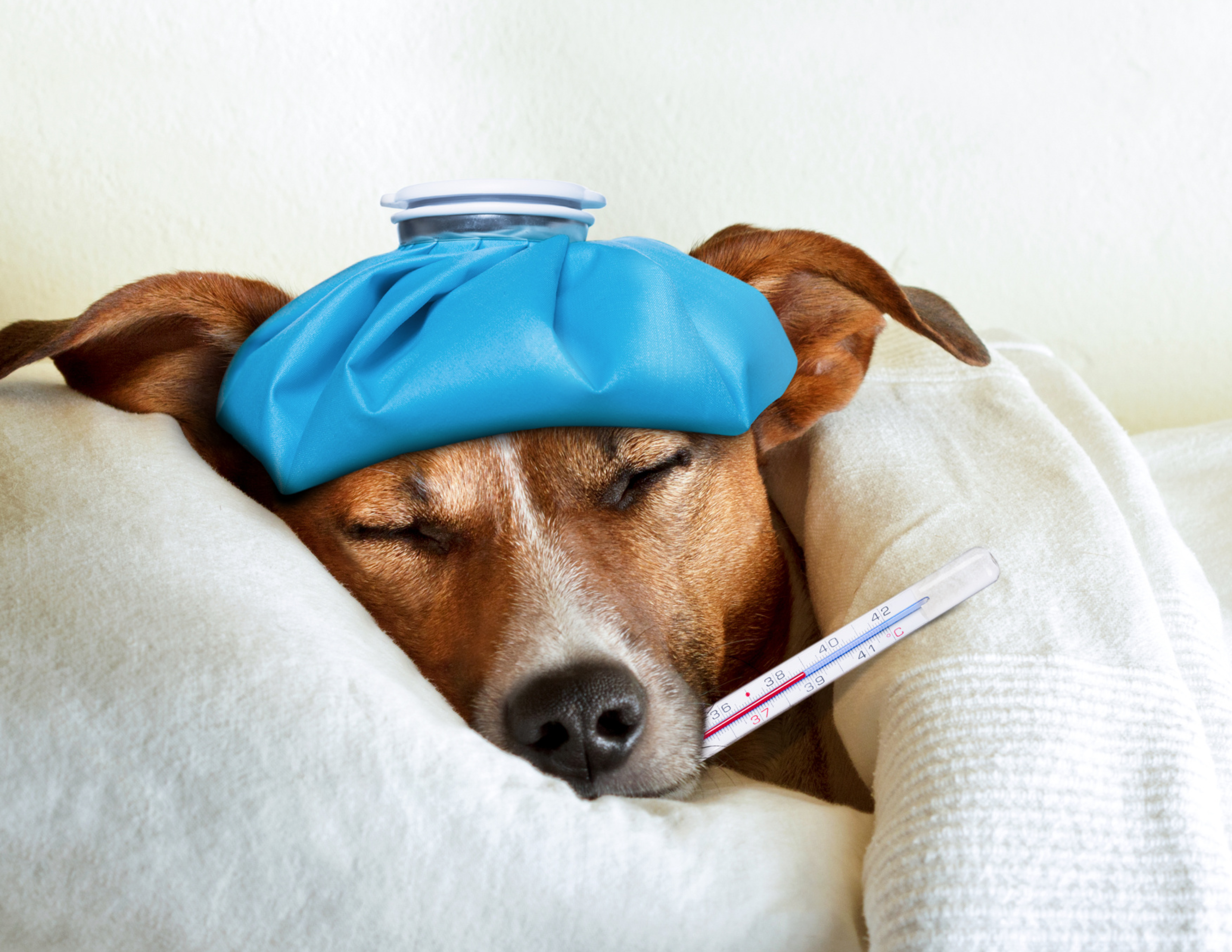 Image for Recognizing When Your Pet Doesn’t Feel Well
