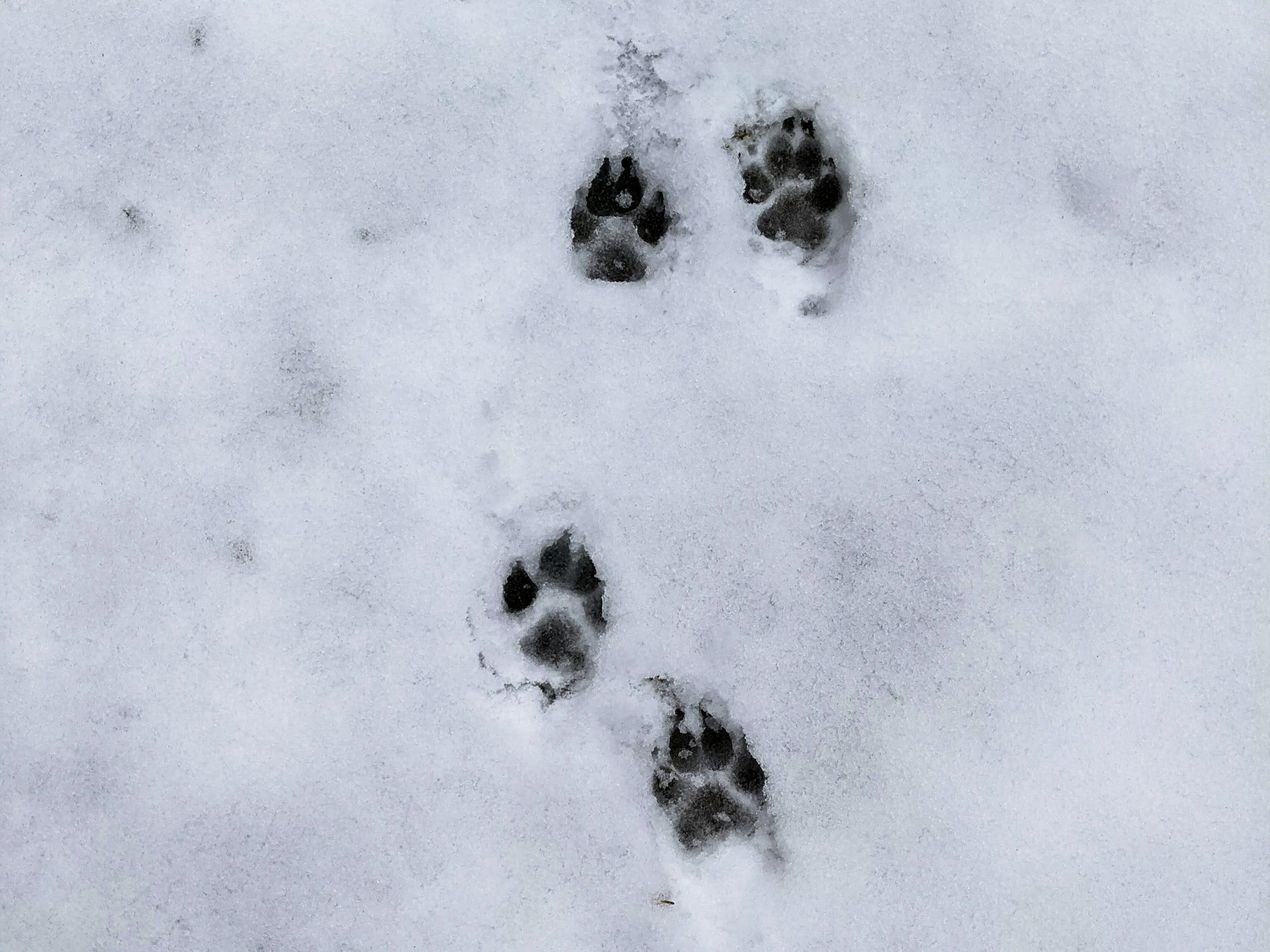 Winter Paw Care: Keeping Your Precious Pet’s Feet Safe And Happy