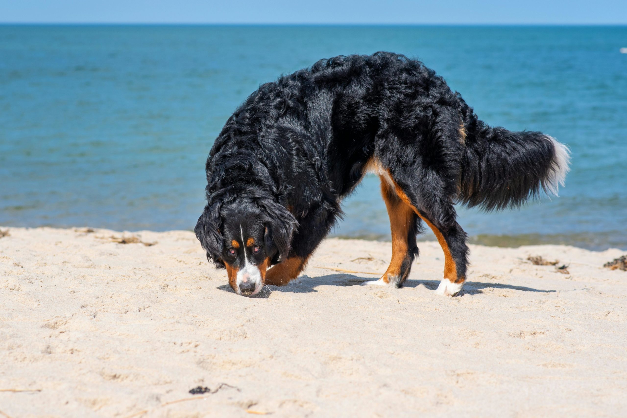 Image for The Importance of Letting Dogs Sniff