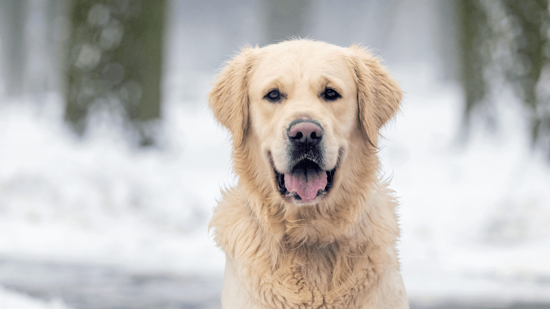 Winter Grooming Schedule: Your Essential Guide to Seasonal Pet Care