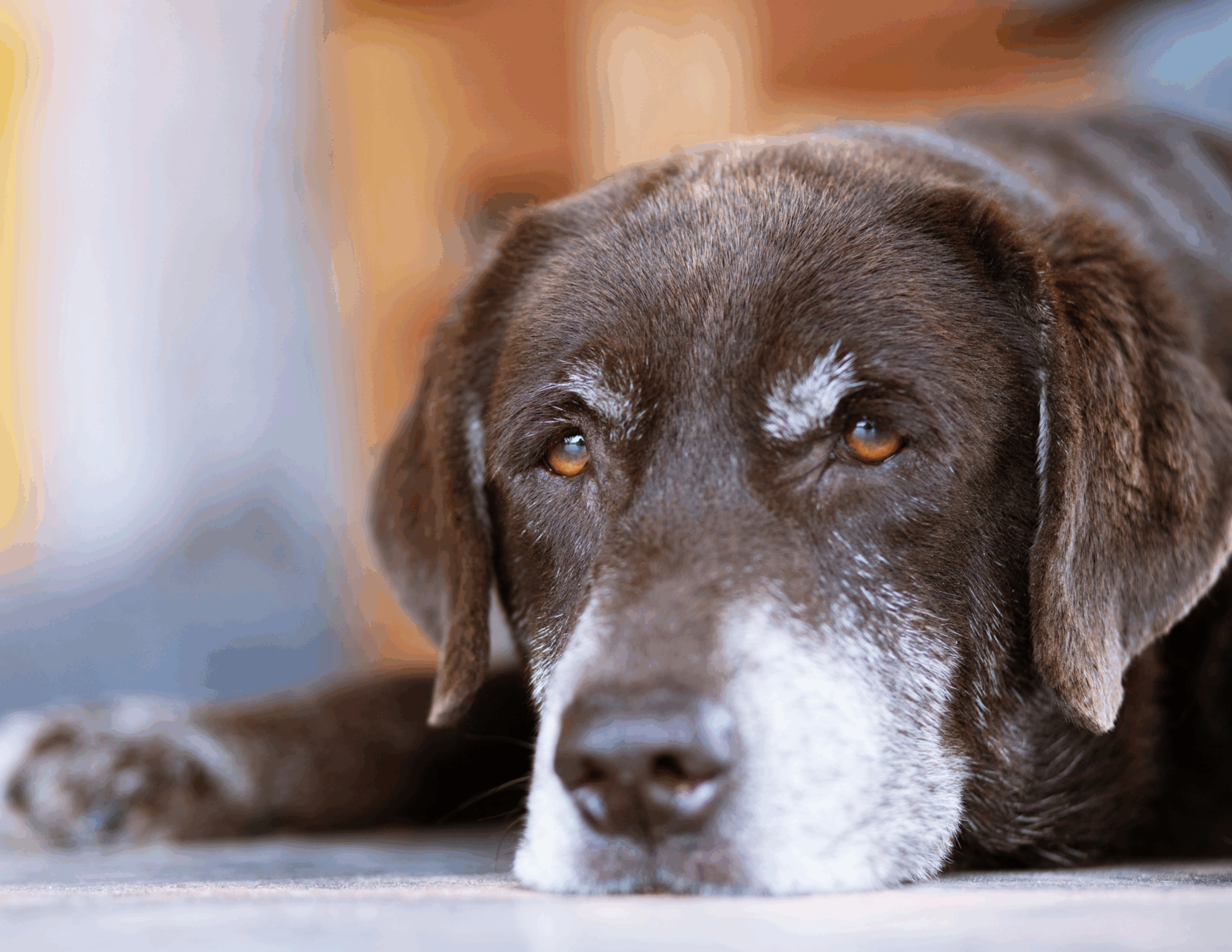 Disabled Pets & Zoomin Groomin