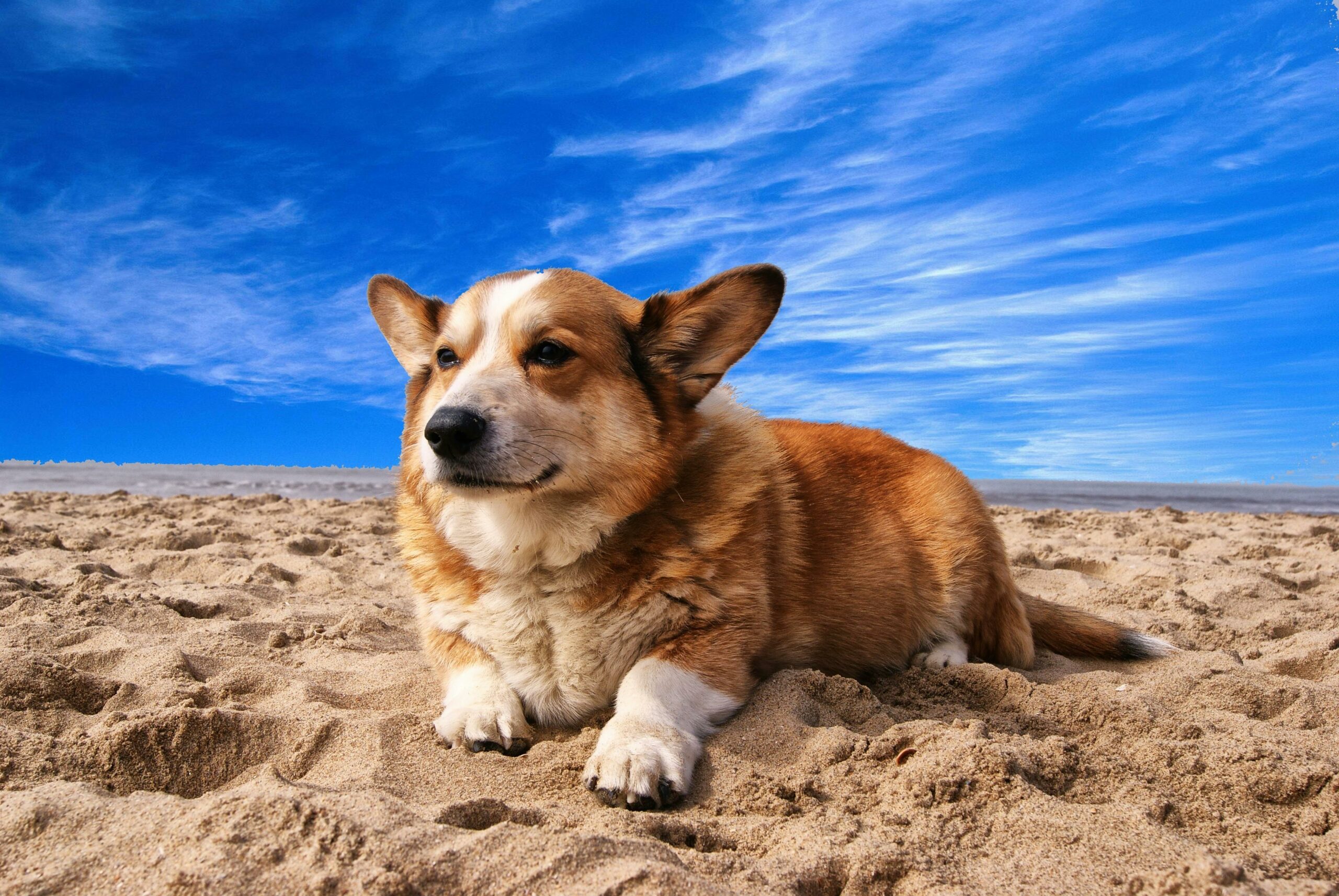 Sun Safety Tips for Pets During the Summer