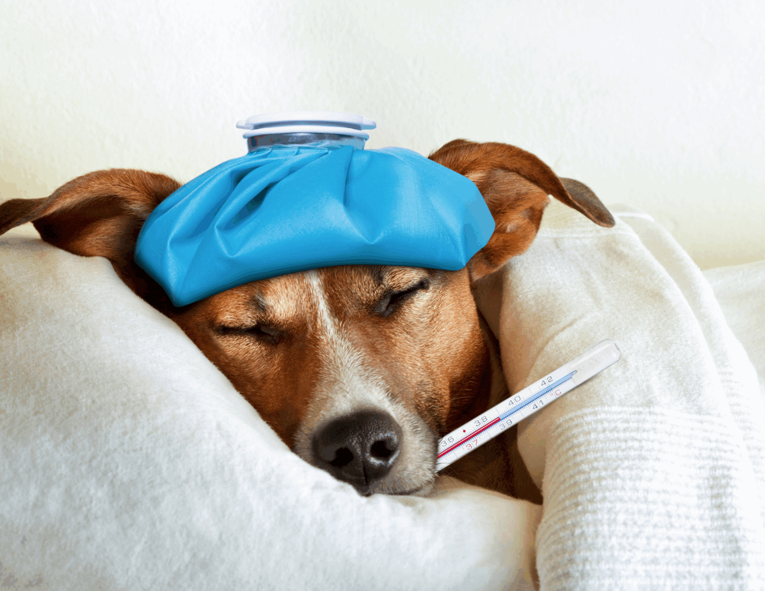 Recognizing When Your Pet Doesn’t Feel Well