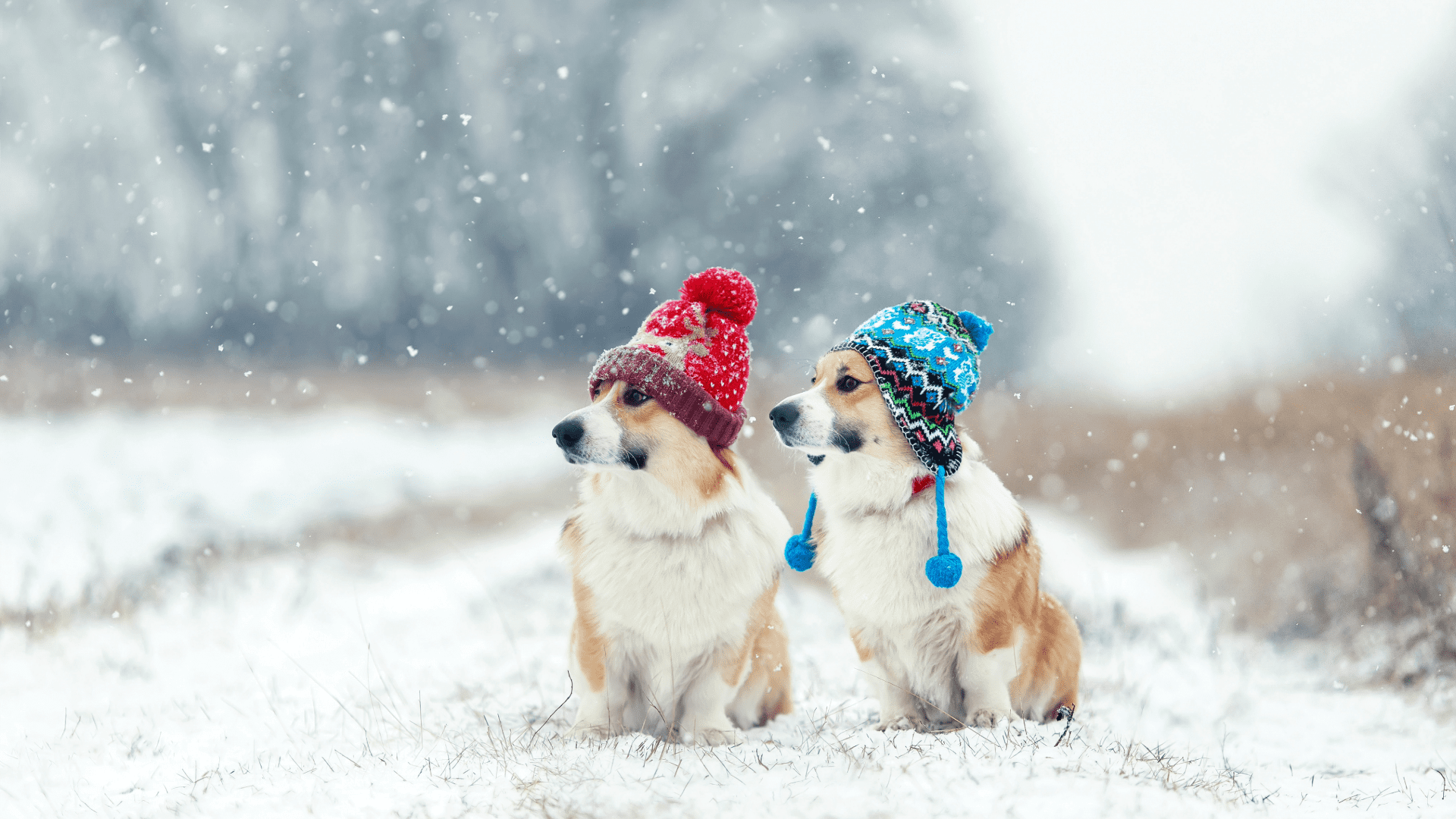 Teaching Your Dog to Love Winter Gear