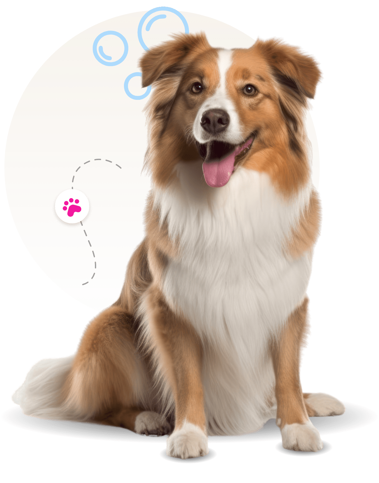 dog groomer mobile smithtown