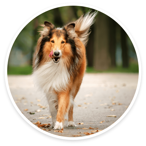 Collies, Sheepdogs & Shepherds