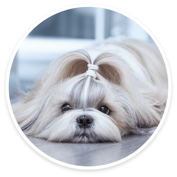 Shih Tzus, Maltese & Lhasa Apsos