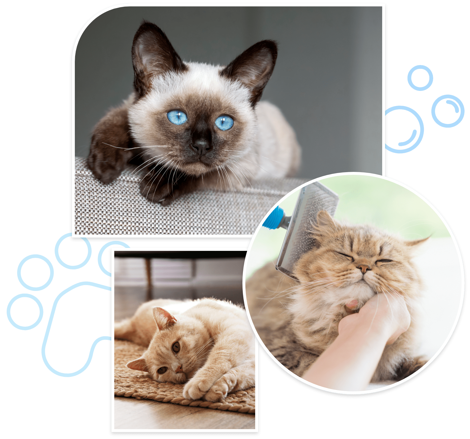 feline groomer Smithtown