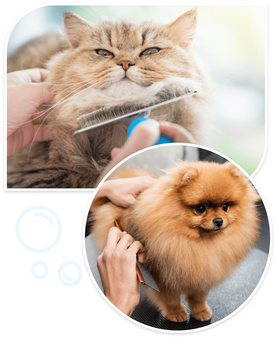 cat deshedding near me