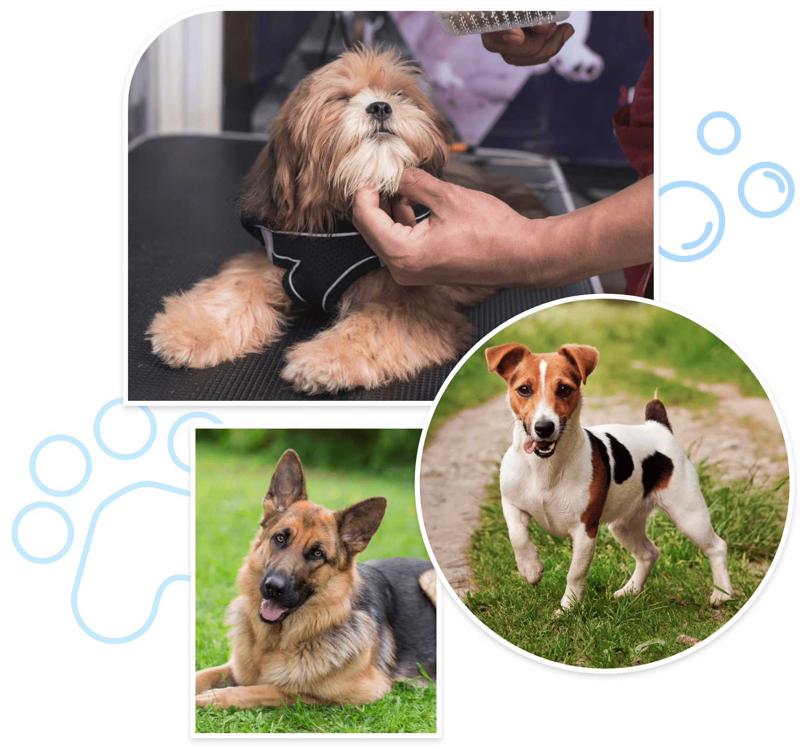 canine groomer in Smithtown