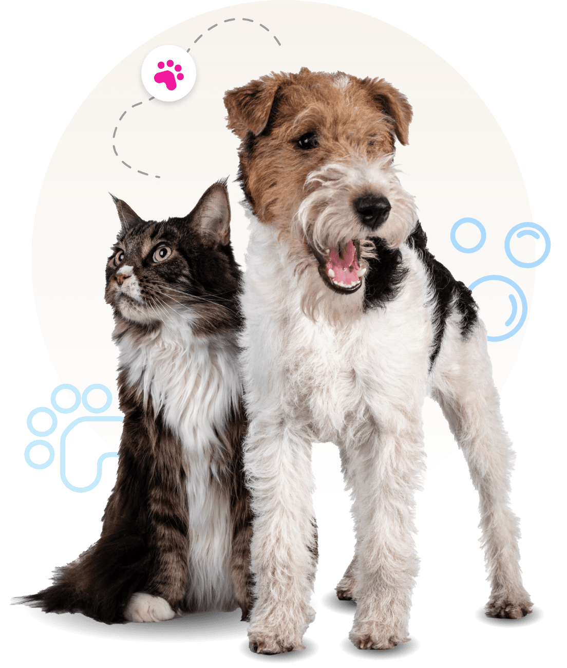 zoomin groomin pet groomers