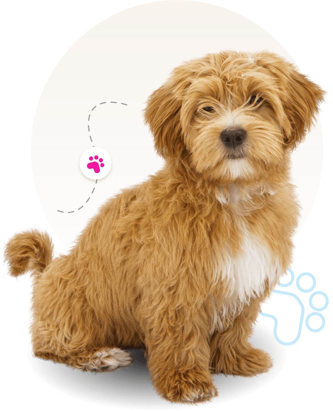 mobile dog grooming company