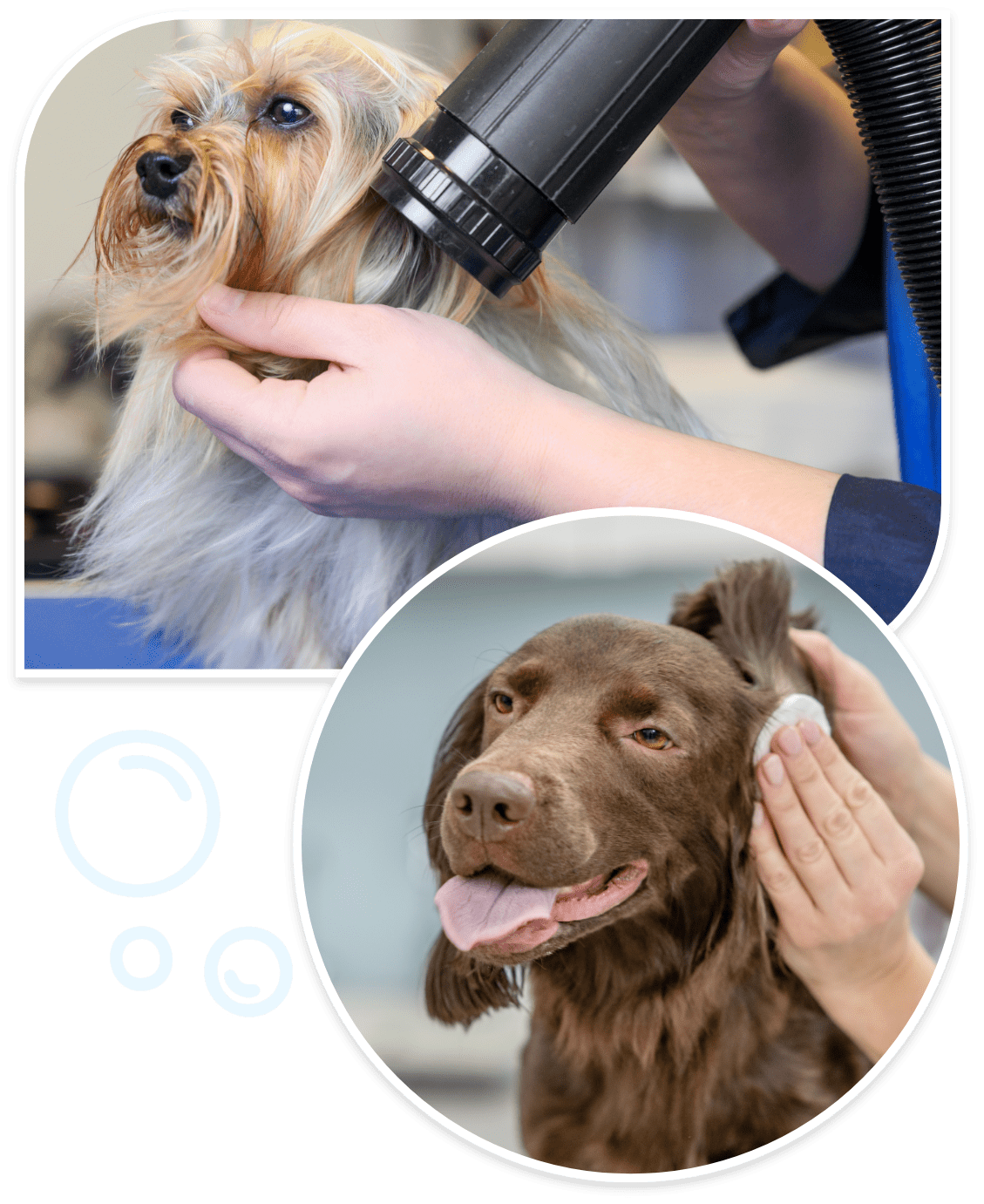 mobile pet salons near me