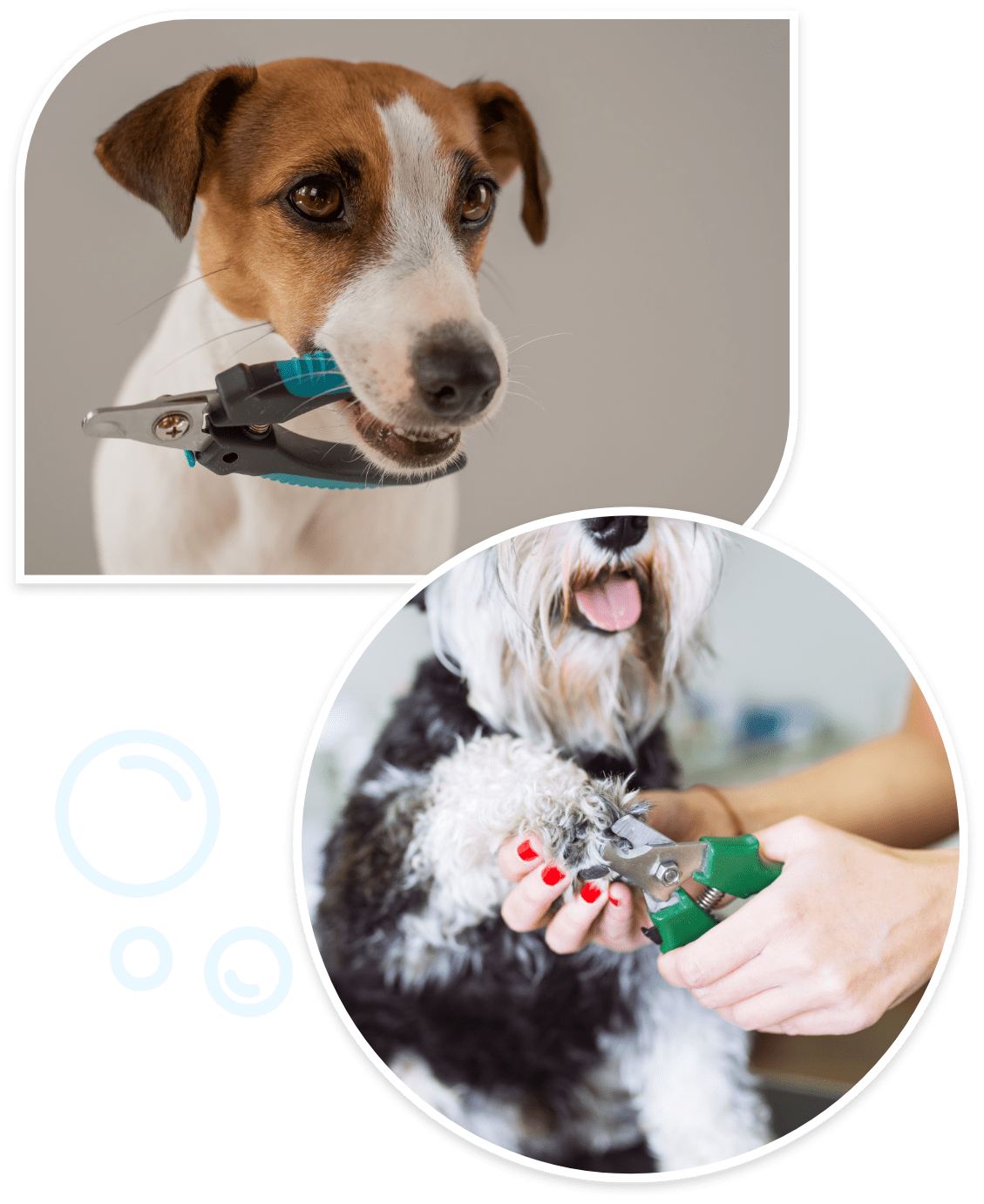 dog clipping nails near me