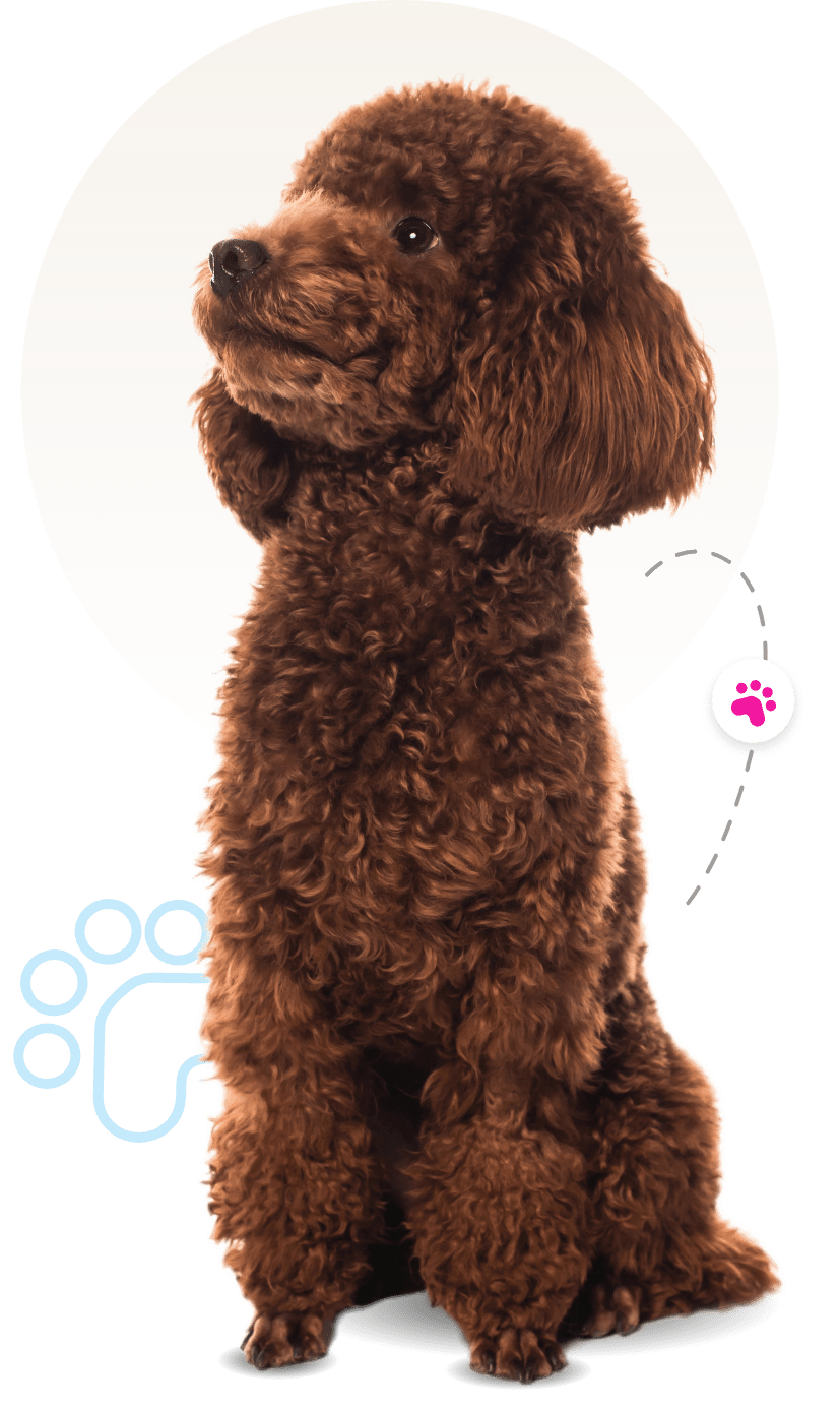 mobile animal grooming near me