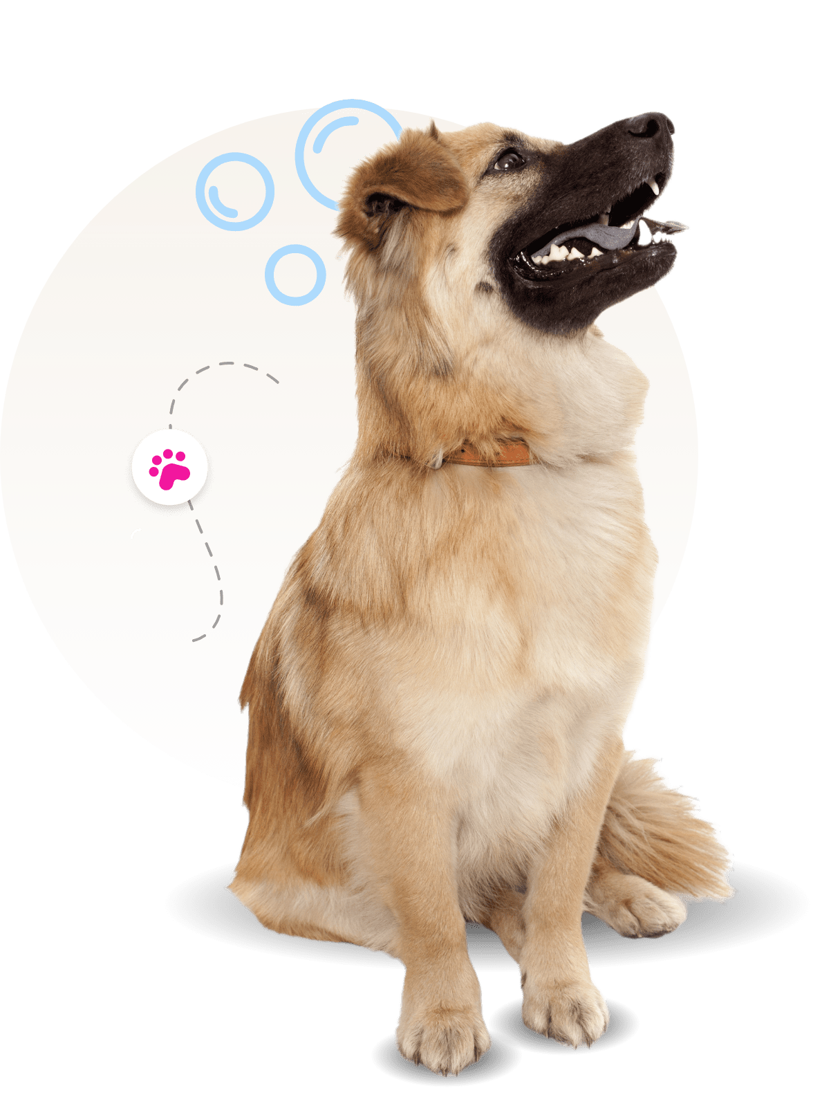 puppy groomer Smithtown