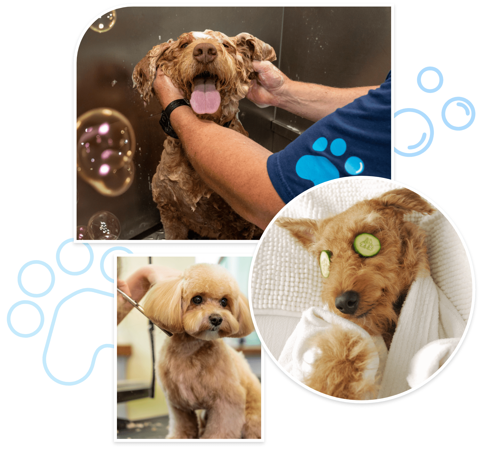 dog groomer near me north-central-san-antonio